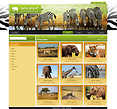 Safari template